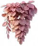 Buganvília