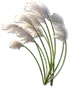 Junco