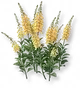 Dedaleira Amarela