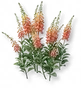 Dedaleira Vermelha