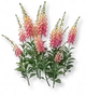 Dedaleira Rosa