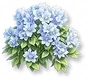 Hortênsia Azul