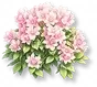 Hortênsia Rosa