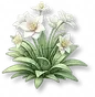 Lírio Branco
