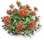 Rosa Vermelha