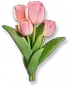 Tulipa Rosa