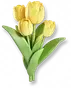 Tulipa Dourada