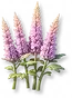 Astilbe Roxa