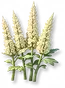 Astilbe Branca