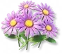 Margarida Roxa
