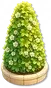 Arbusto - Cone