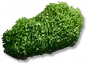 Arbustos de Folhas Pequenas: I