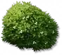 Arbustos de Folhas pequenas: II