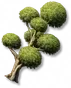 Árvores Pompons: II