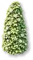 Arbusto Cônico