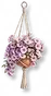 Vaso de Ipomeia Rosa