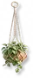 Jiboia Suspensa