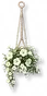 Vaso de Petúnia Branca