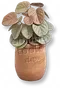 Vaso de Peperômia Coração