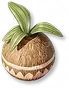 Vaso de Concha de Coco