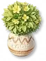 Vaso de Petúnia Amarela
