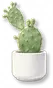 Vaso de Cacto