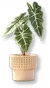 Vaso de Alocásia