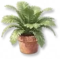 Vaso de Avenca