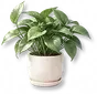 Vaso de Jiboia