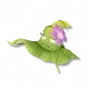 Pacote de Chapéu Taciturno