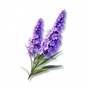 Fragrância