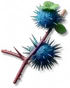 Frutespinho-azul