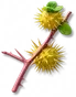 Frutespinho-amarela