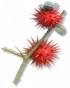 Frutespinho-vermelha