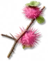 Frutespinho-rosa