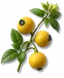 Baga-azeda
