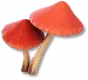 Felpumelo-vermelho