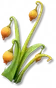 Botão-de-ouro