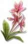 Orquídea-prismana